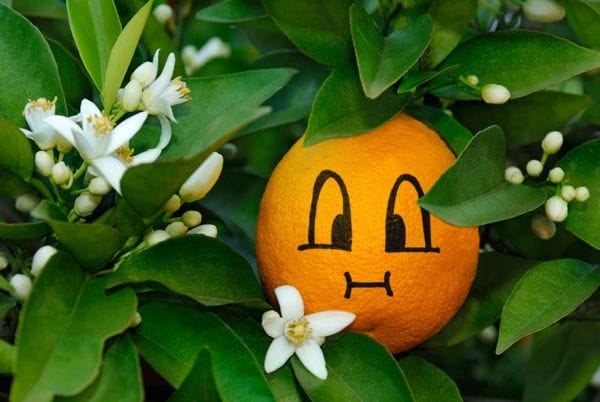Chubby face on orange Chubby face on orange